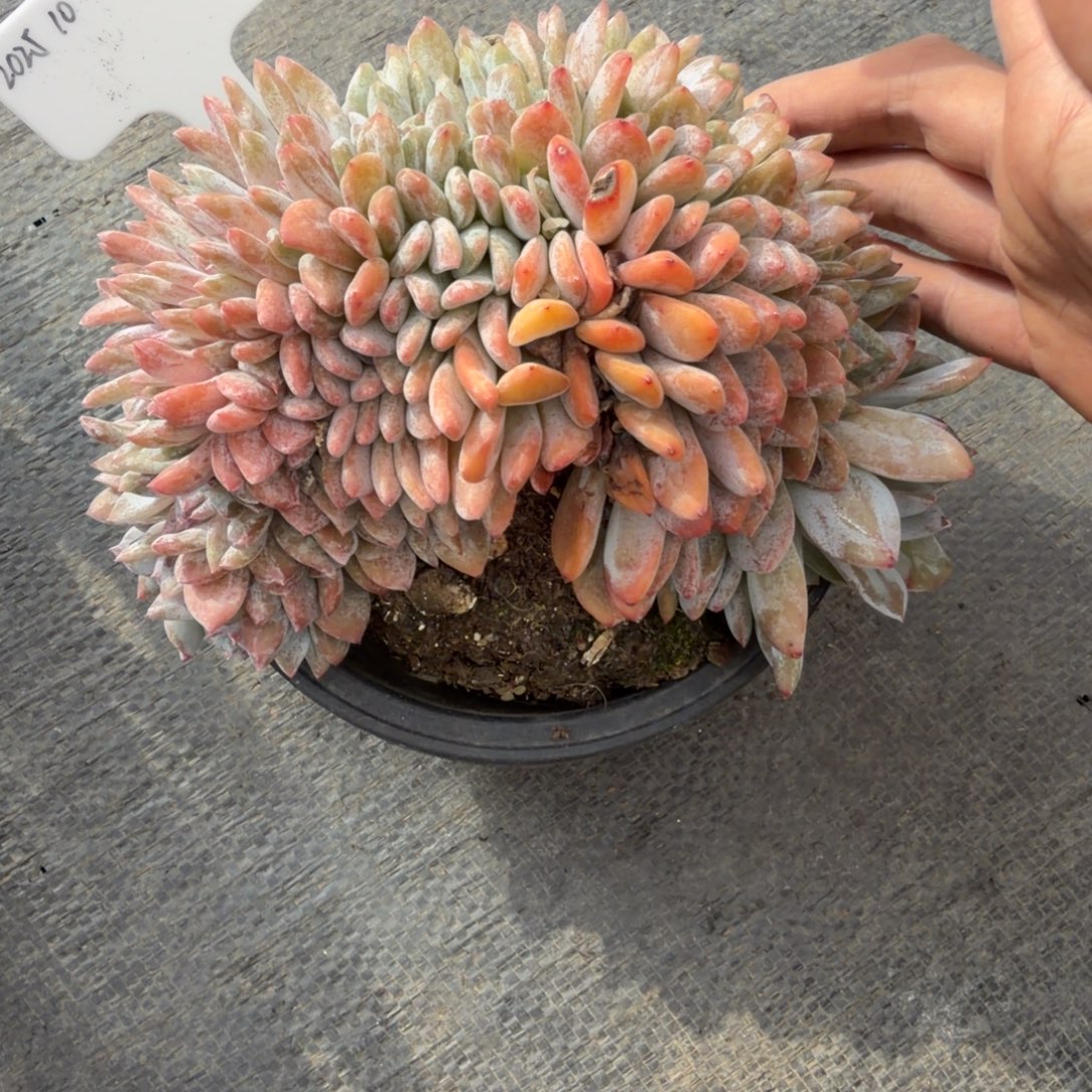 一物一拍精控星影缀88