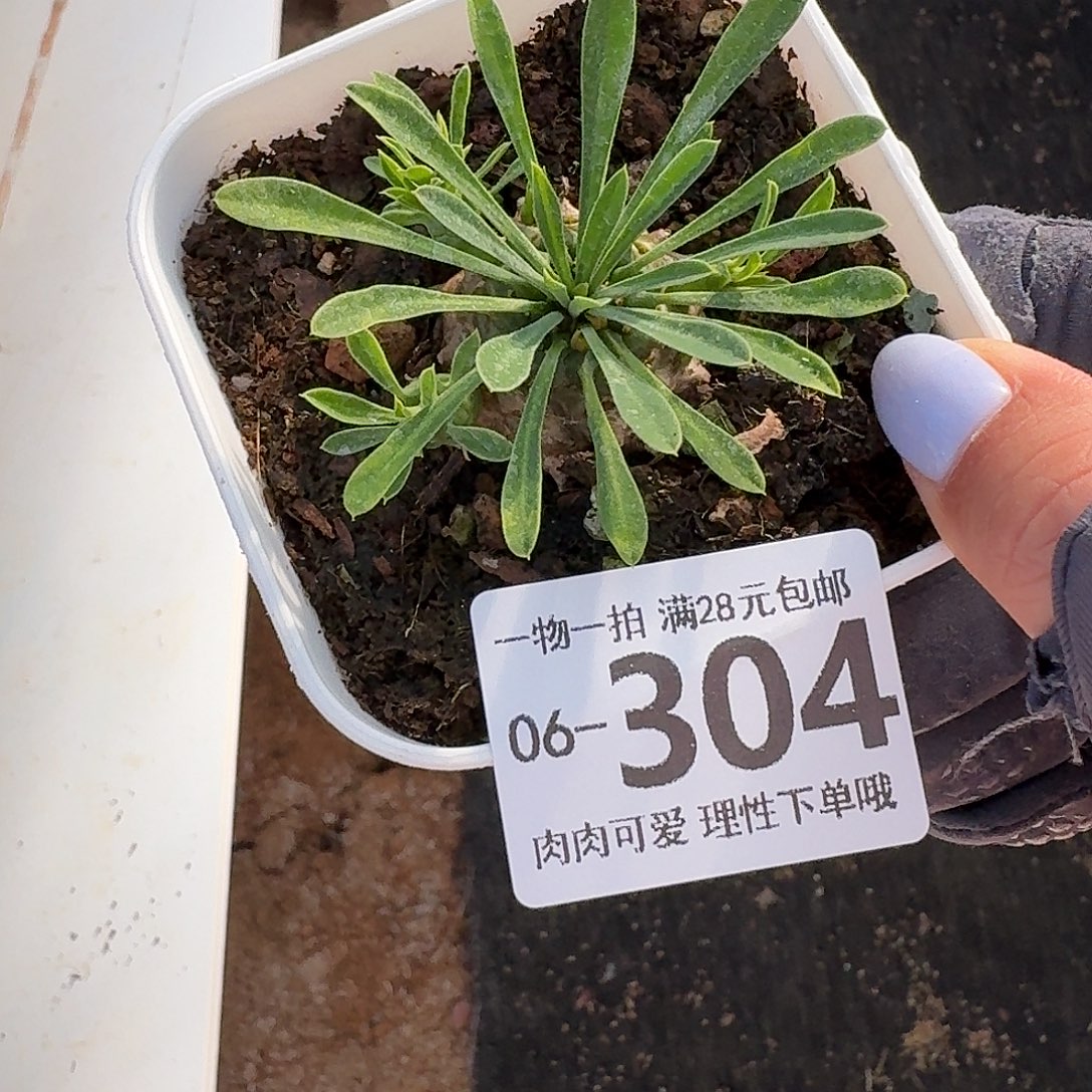 铁甲王无盆土发货无