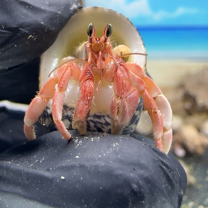 A74-1.4口西瓜红灰白