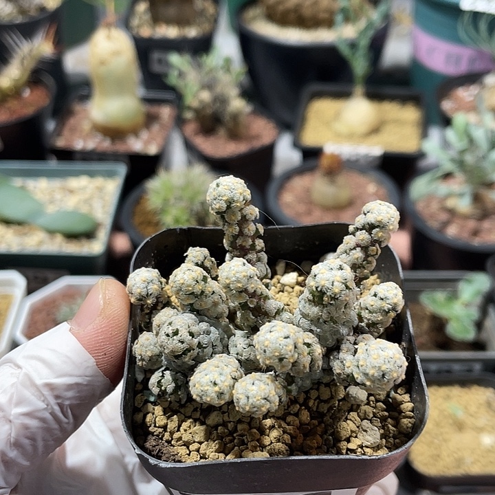 橘***子221戴斯油多头群，