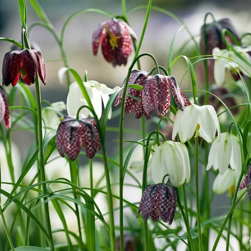 花自开花格贝母皇冠贝母种球多年生球根花卉耐寒易养盆栽地栽