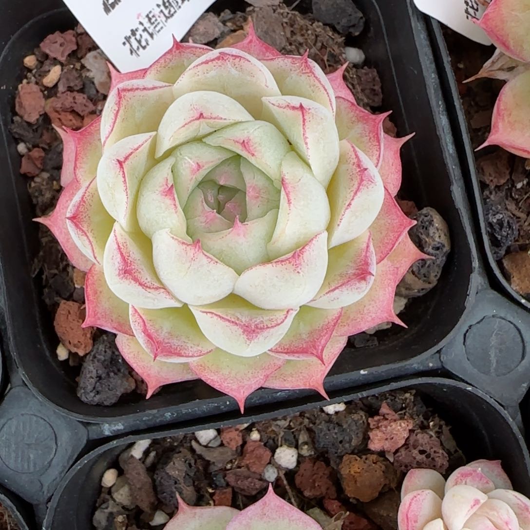 花语逸镜0126-202