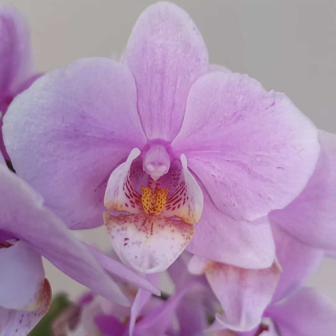 【万人迷】  蝴蝶兰基地直发