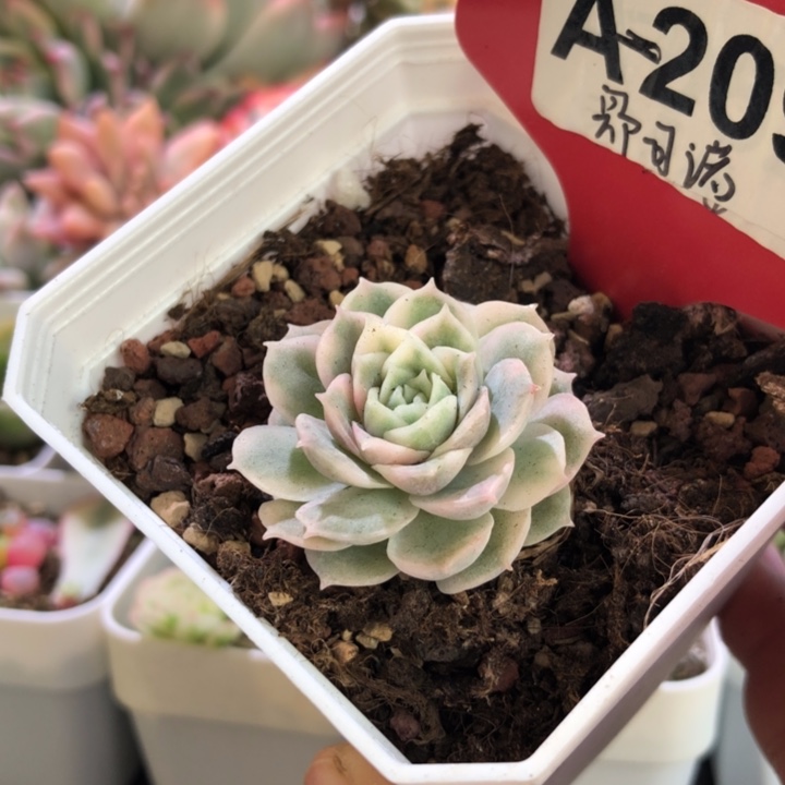 圆叶昂斯诺覆轮锦有根