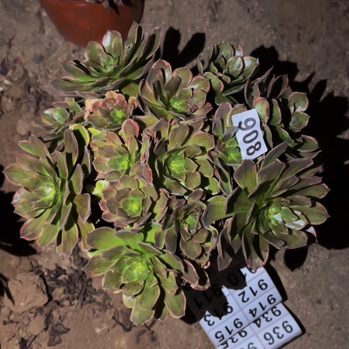 908斑斓多肉植物不售后