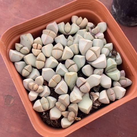 魔玉肉锥9仙人球