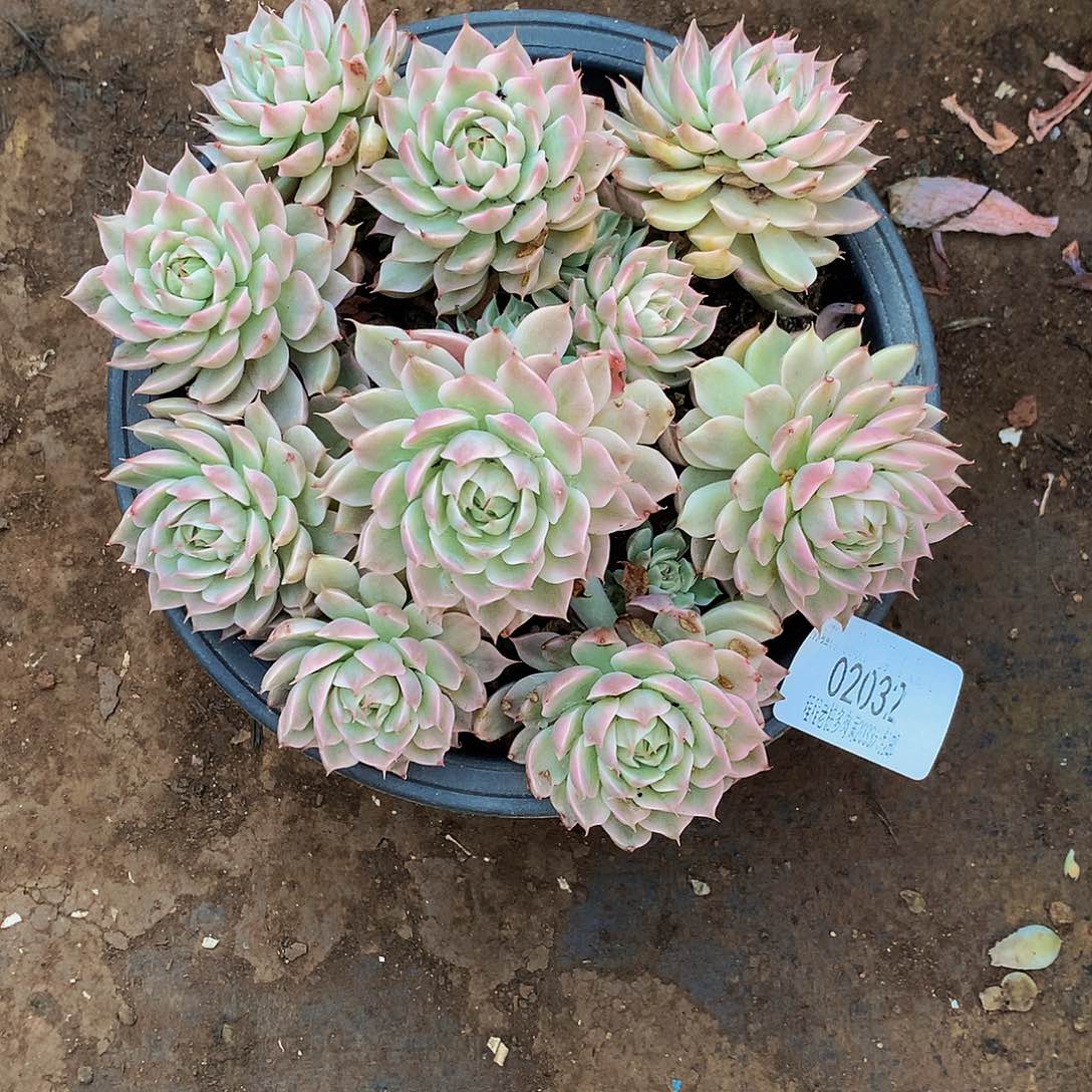 萌***心马格利亚锦02032吨肉多肉