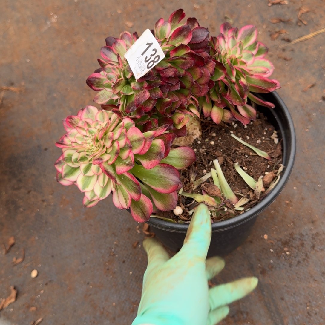 138荔枝缀化多肉植物满28包邮