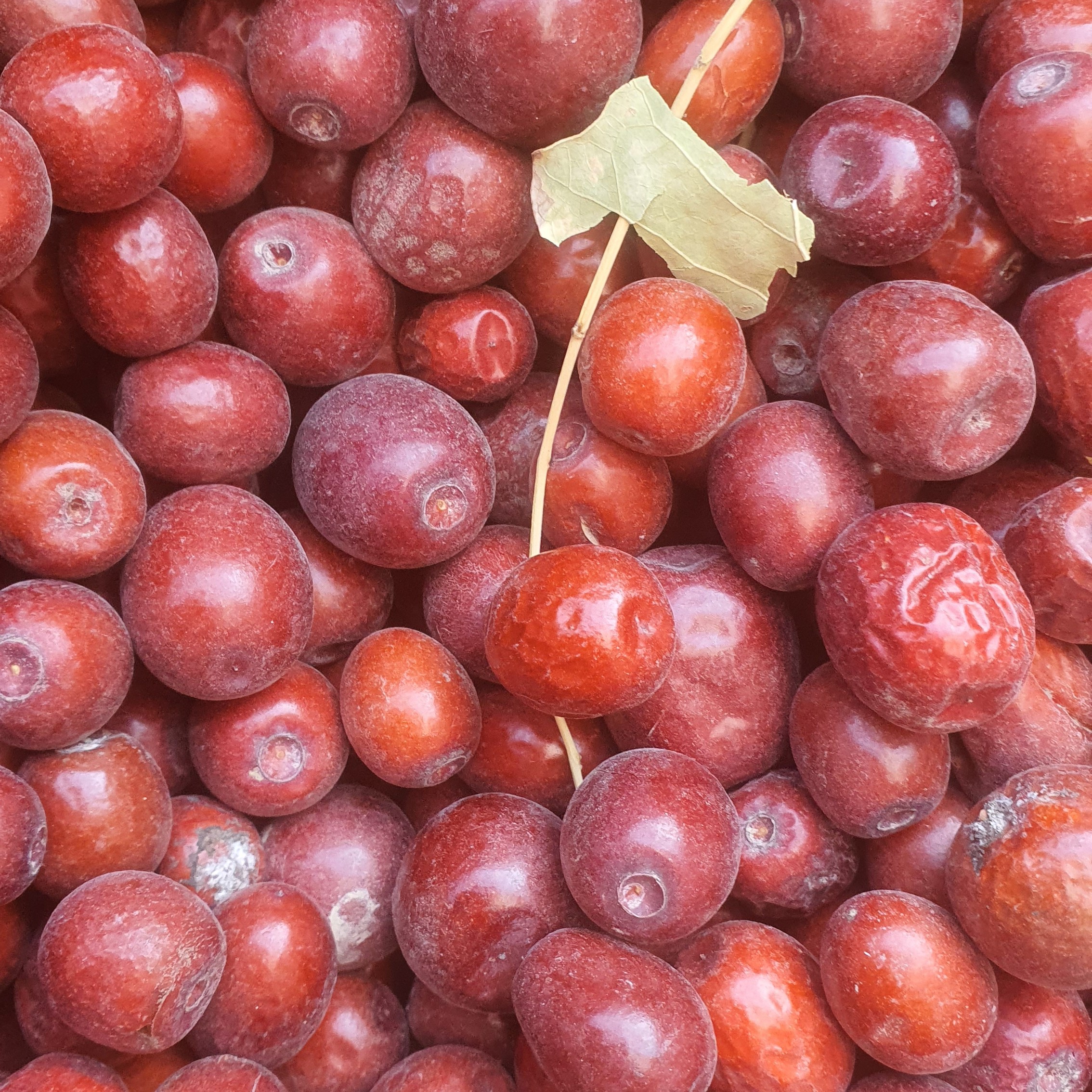 小酸枣不加工原生态新疆和田