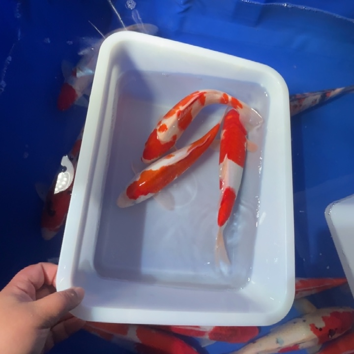 锦鲤锦鲤红白三条