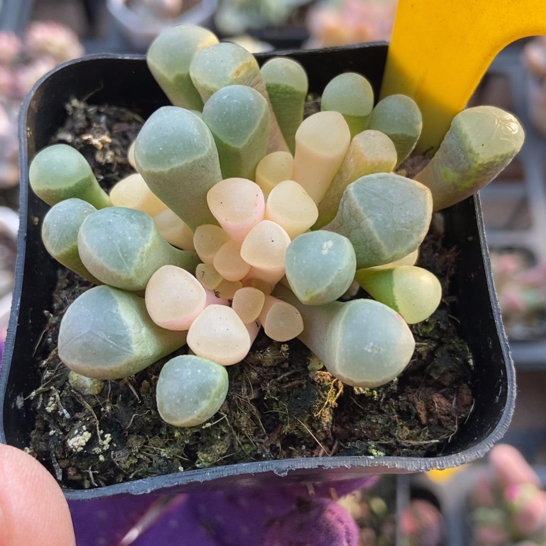 860五十灵玉锦多肉