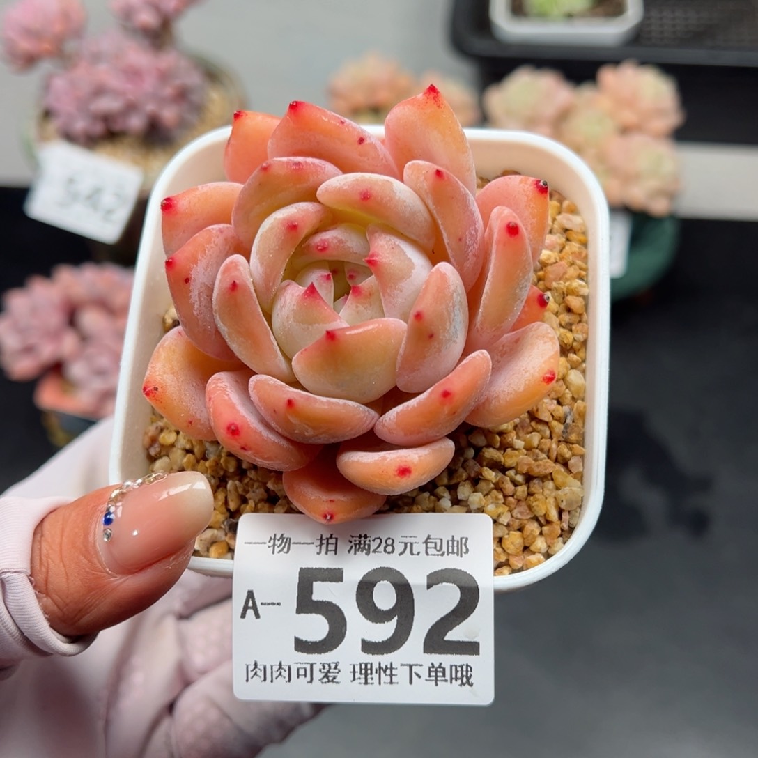 蜜桃多肉芙蓉多肉