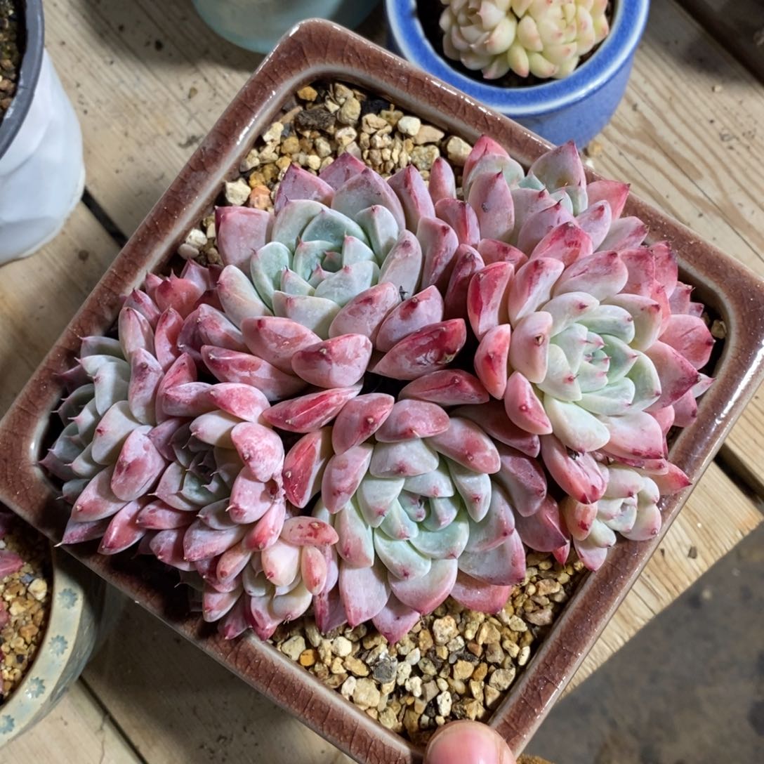 自助下单一物一拍，年后发可寄养问主播