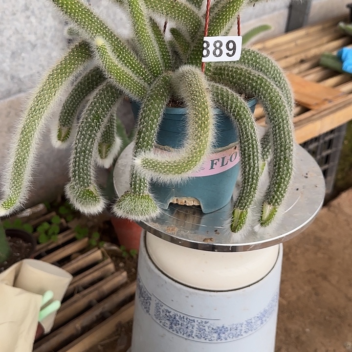 闲***事无花朵嫁接九尾狐缀889