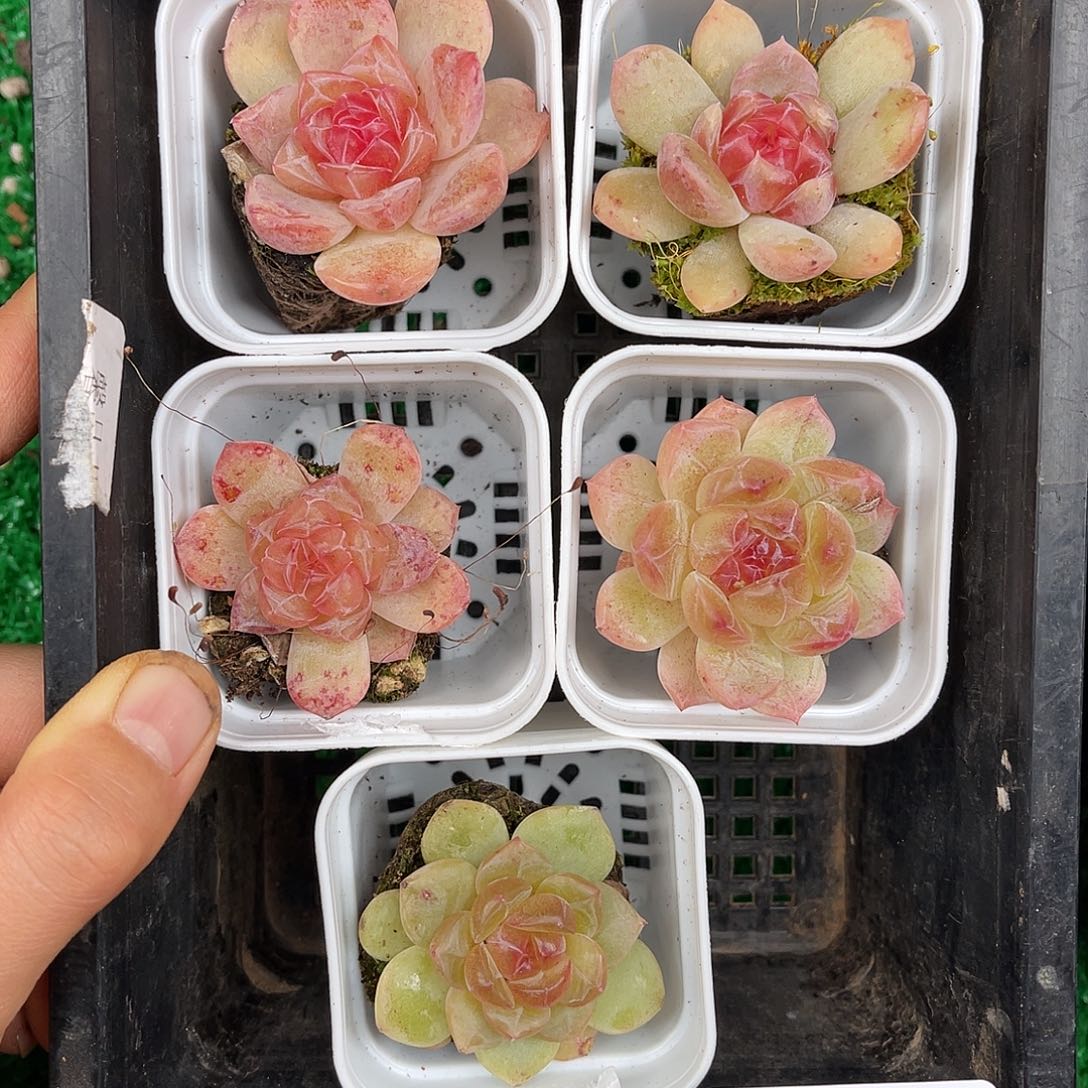 多肉一物一拍9-138