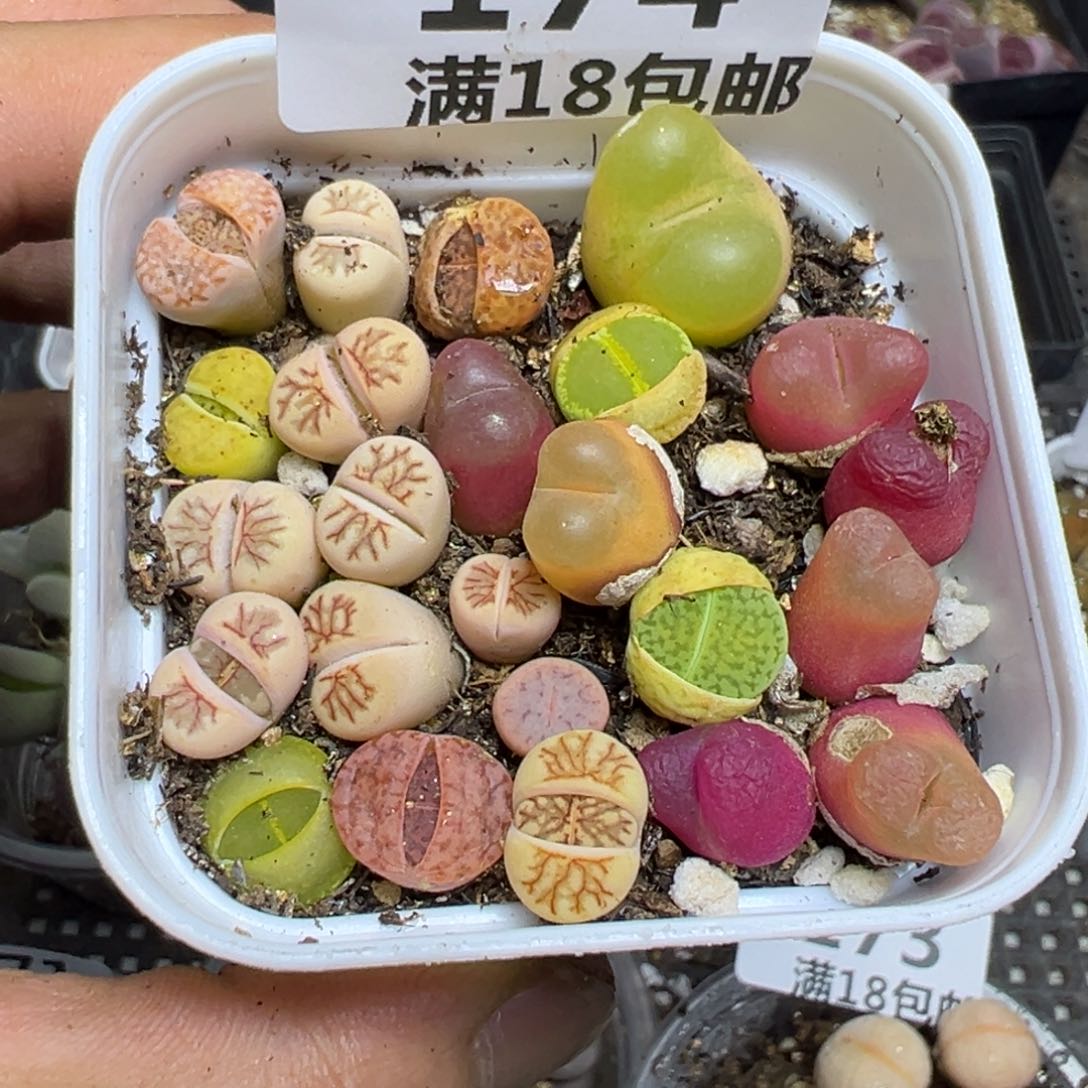 【闪购商品】 174。   