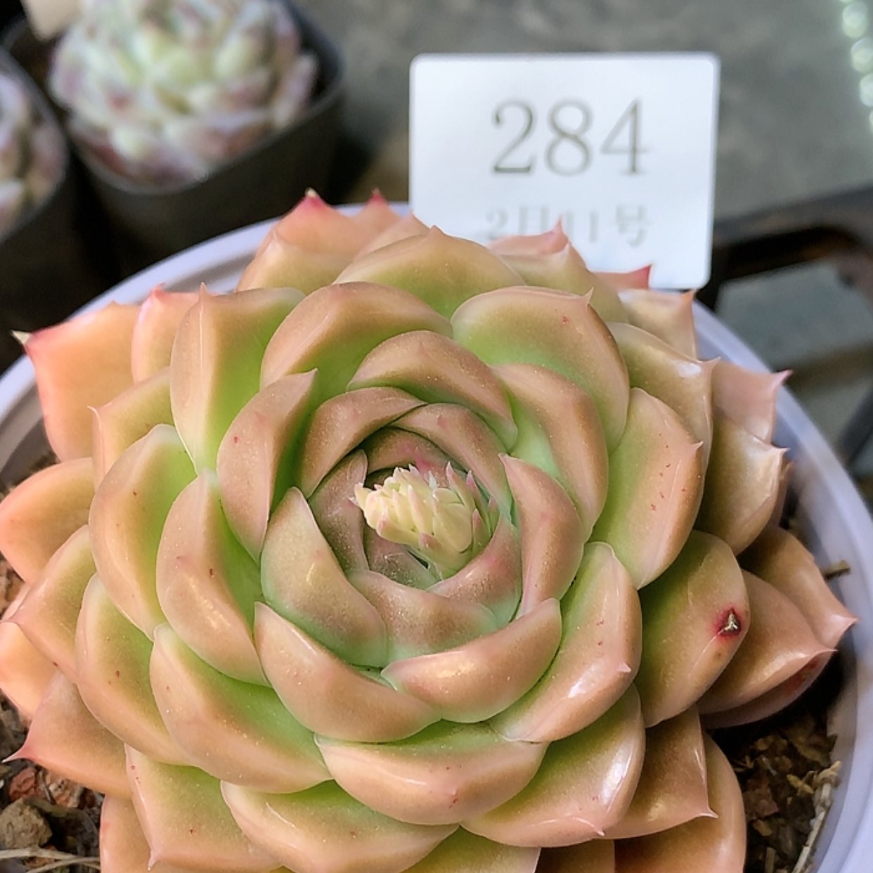 【闪购商品】云284