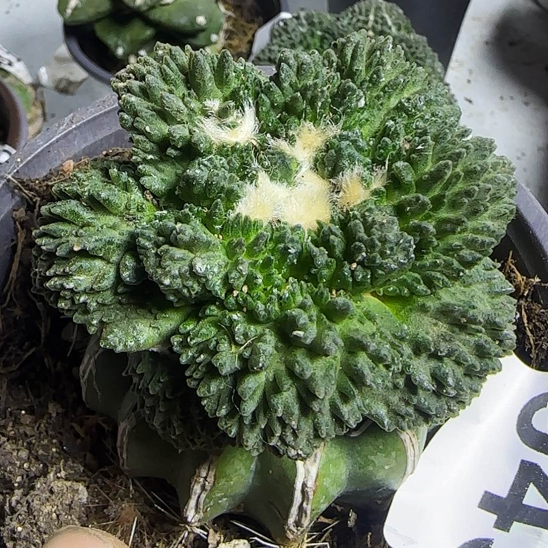 荔枝尤哥斯拉的943仙人山