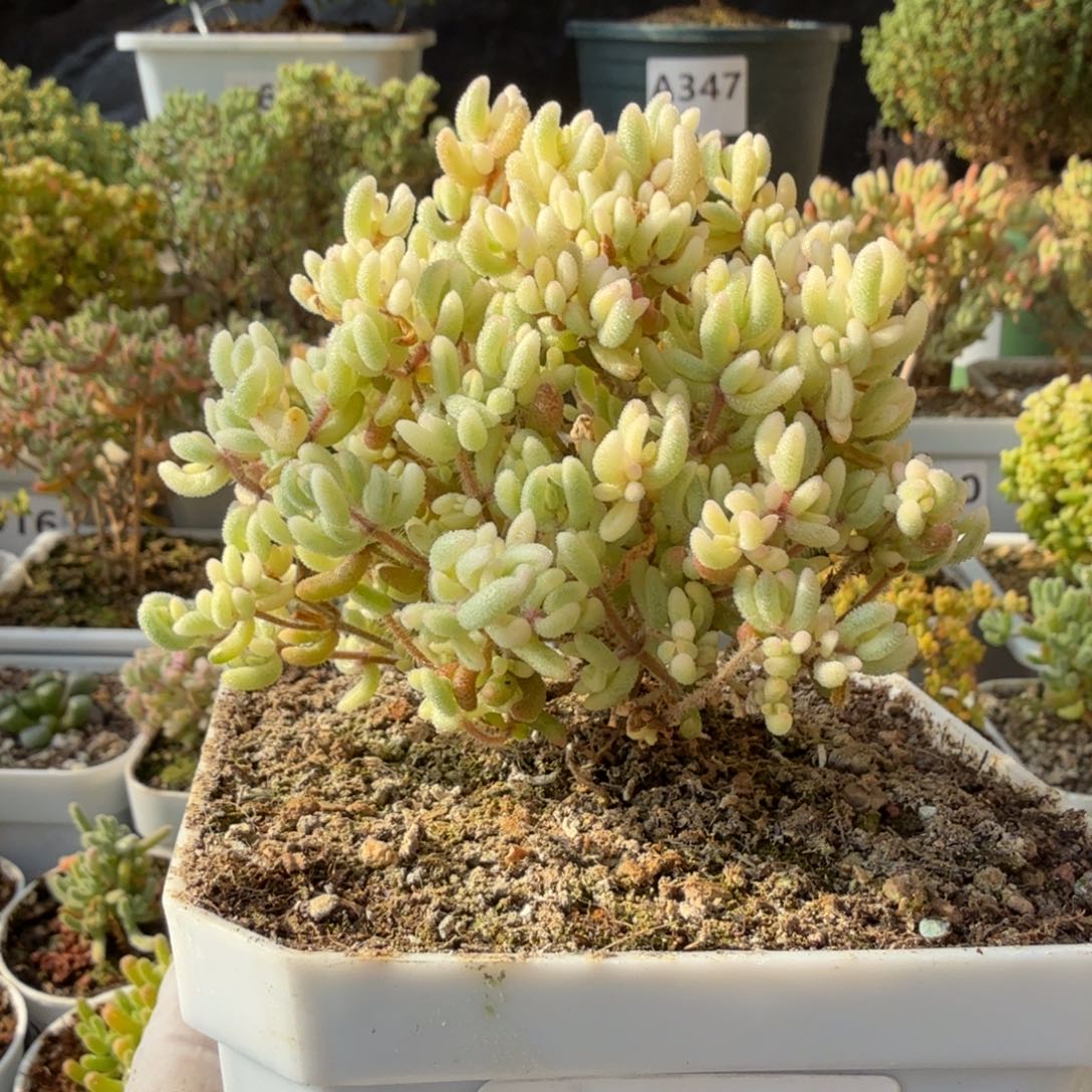 A601红宝石锦枝干