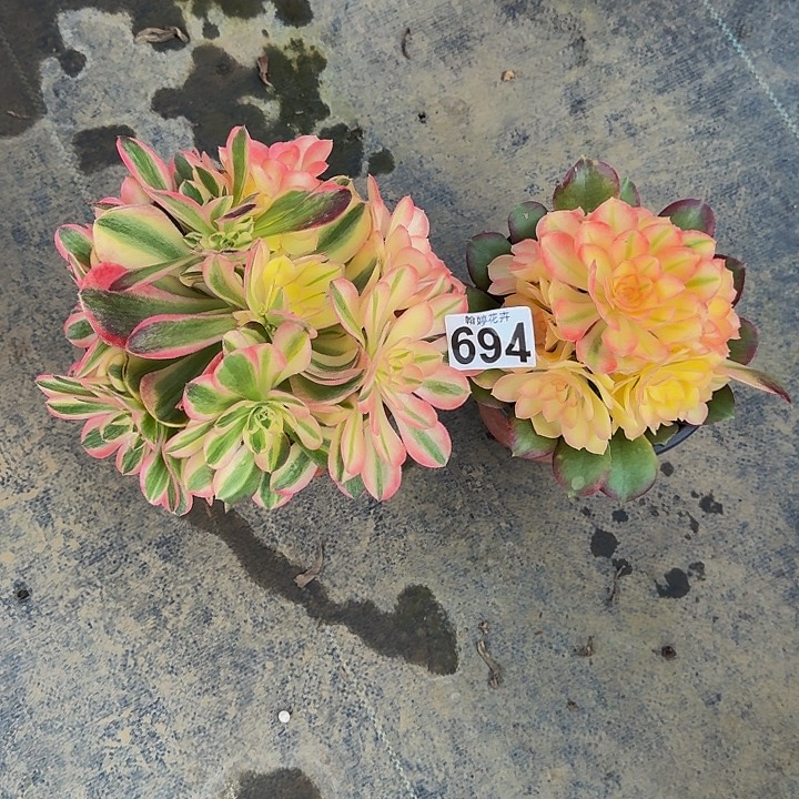 0000000000000000694组合