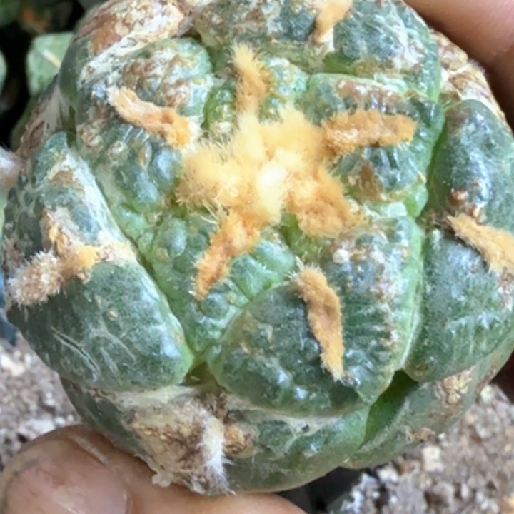 无花朵福利苗接连山706皮色不好