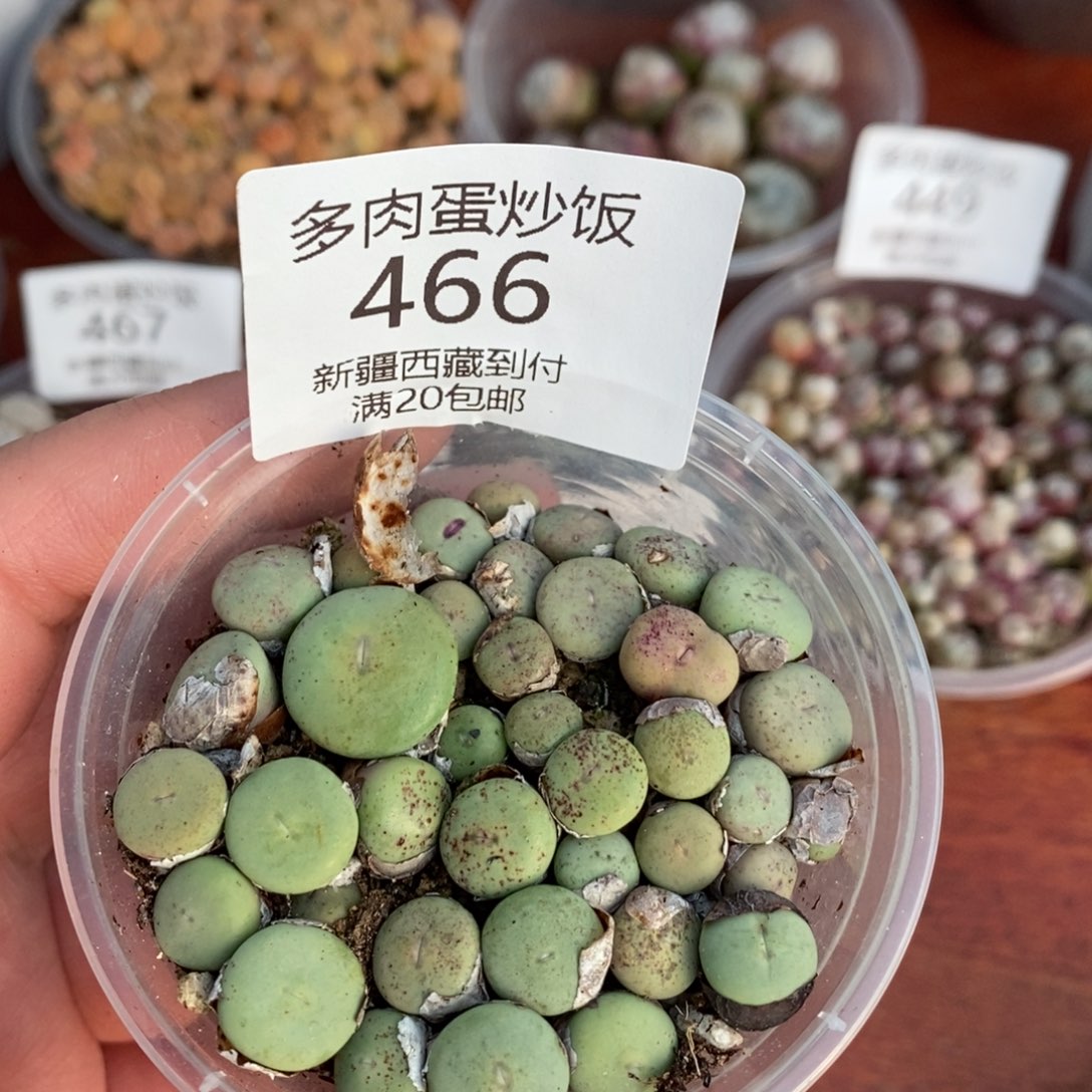 感谢您的支持，00466