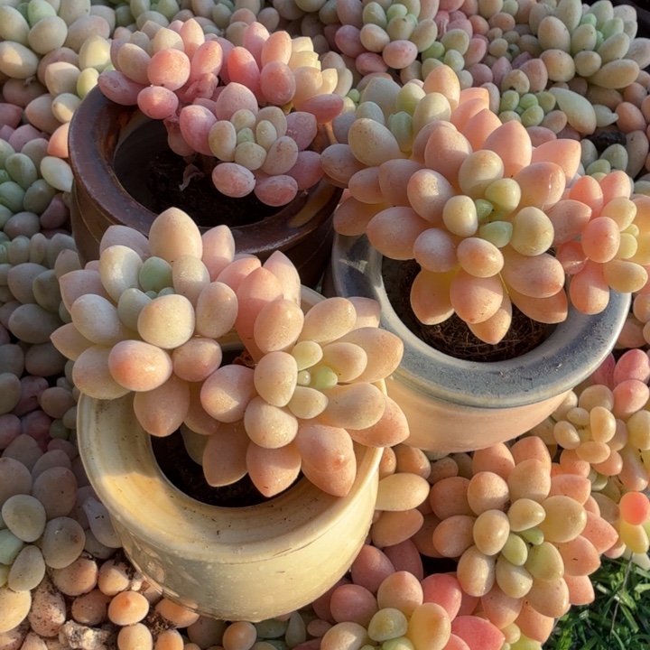 泡泡糖三颗。           