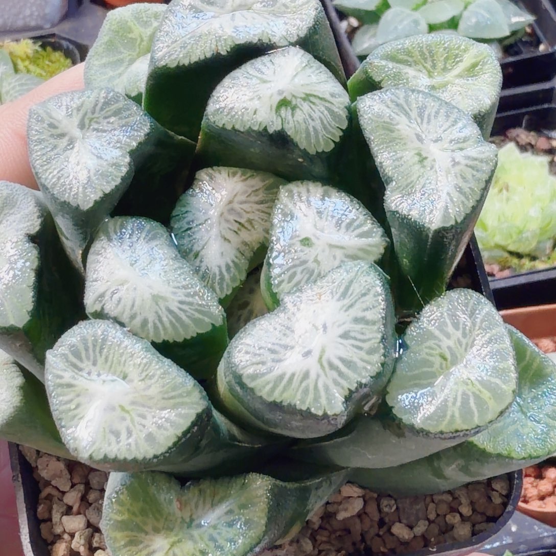 一***道十二卷百妙万象母本开播福利