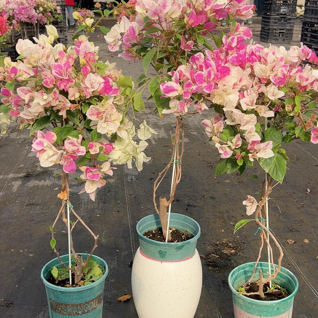 大部分花苞少量开放章红樱棒棒糖带竹一棵