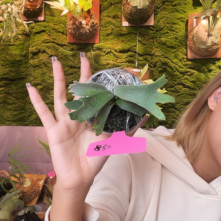 不开花植物pn 特选爪哇