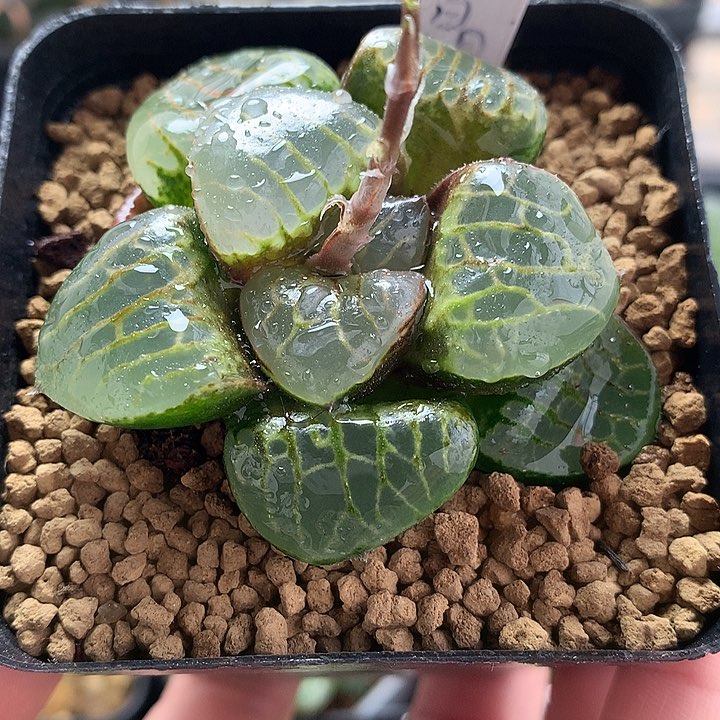 水晶葡萄一物一拍