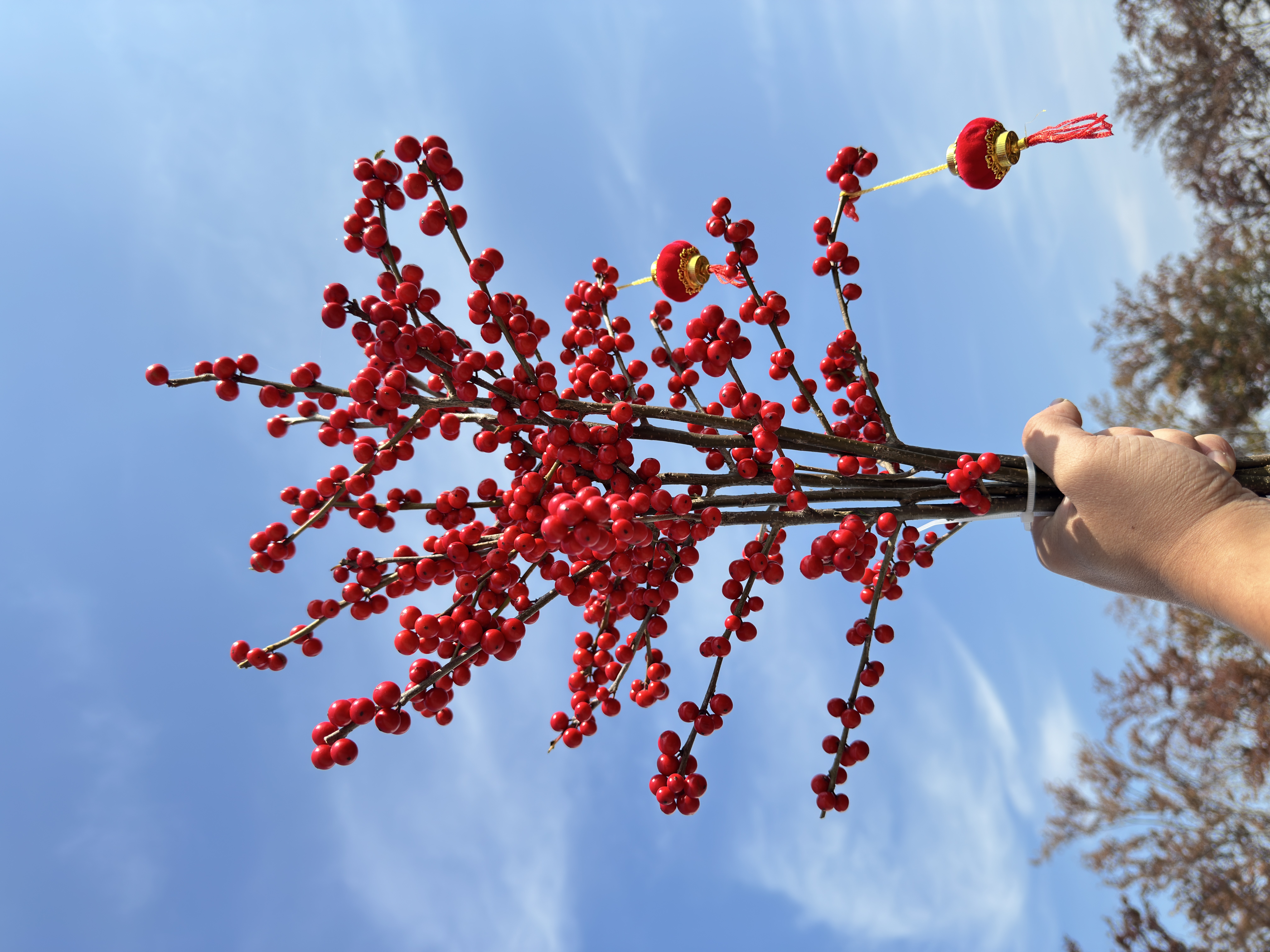 北美冬青鲜切枝鲜花真花冬青观果植物室内鲜花