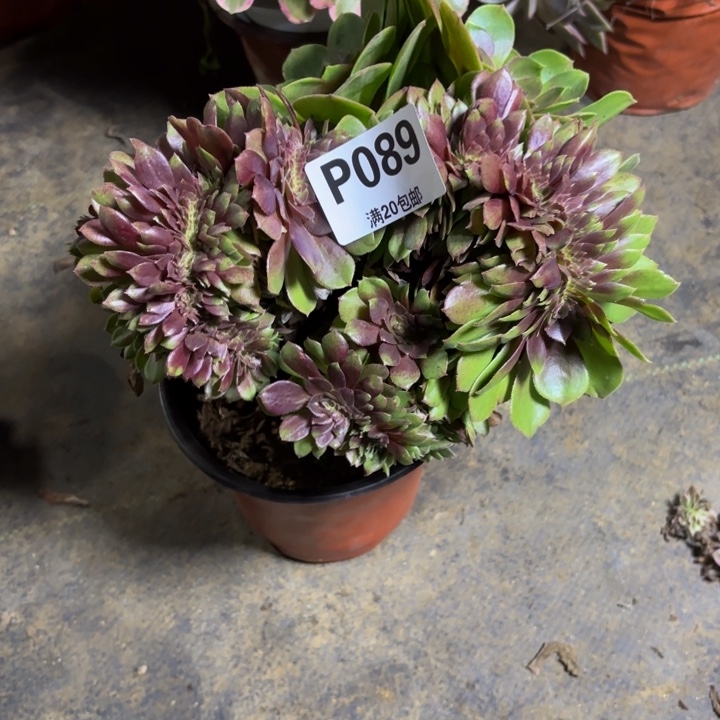 瑞妈，，。。。。089万缀有断，