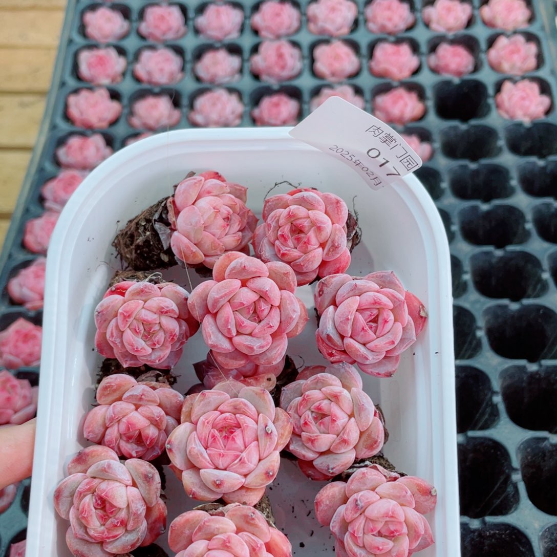 开心开心快乐017