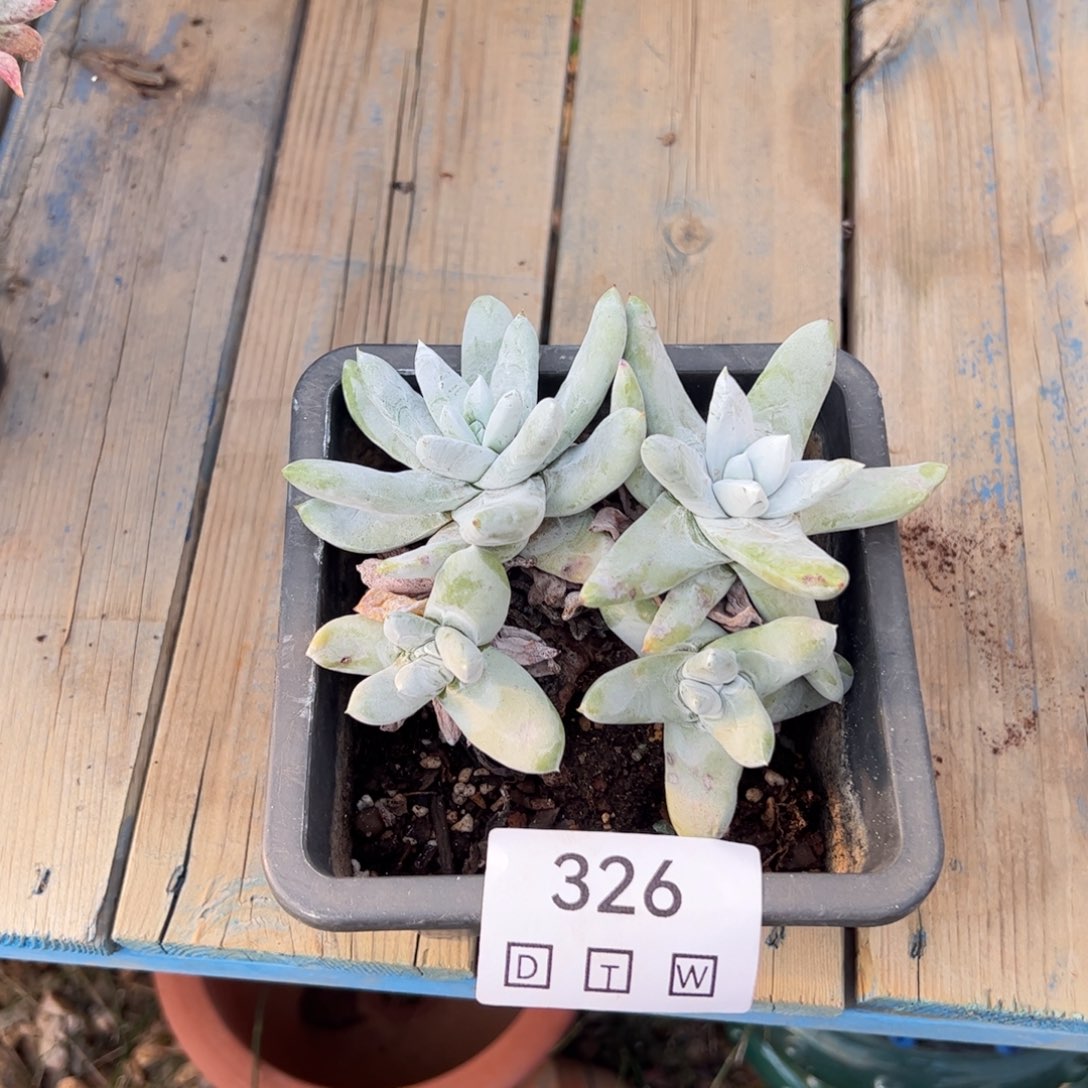326多肉植物保护研究所