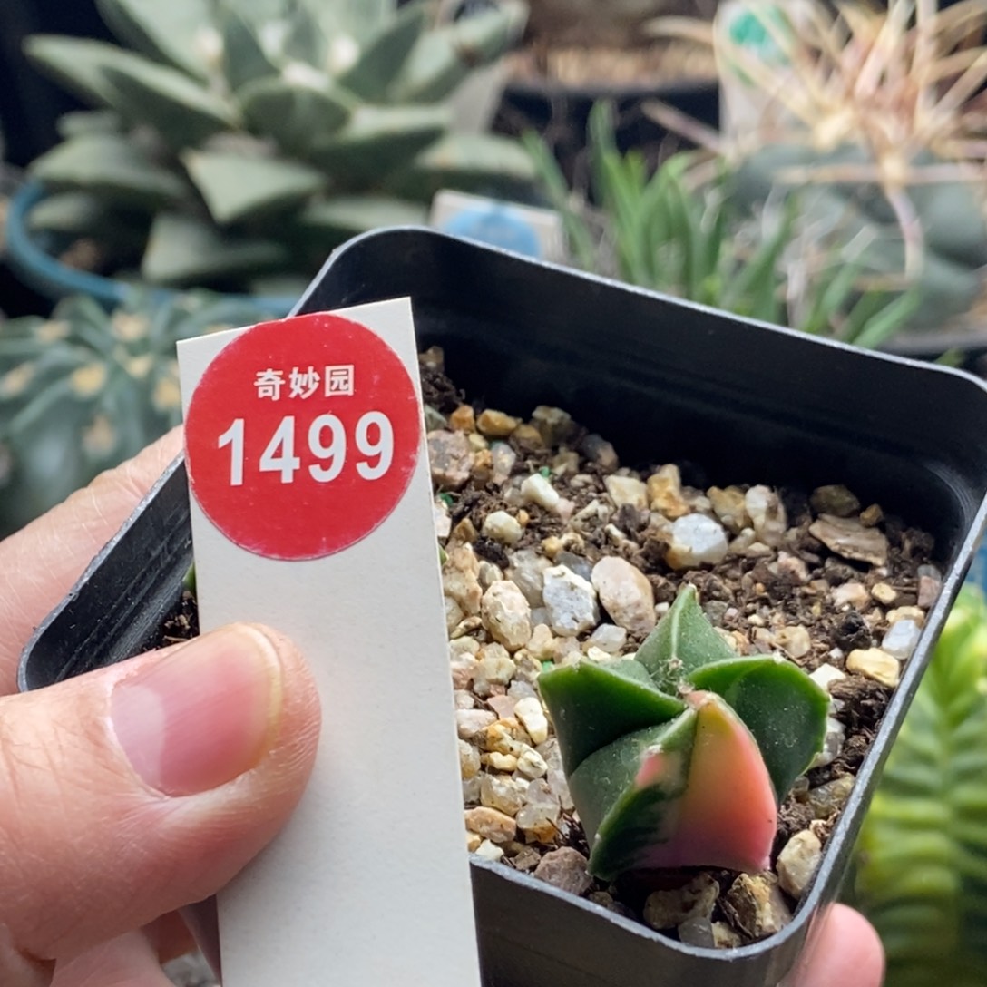 实生鸾凤玉锦一颗仙人球