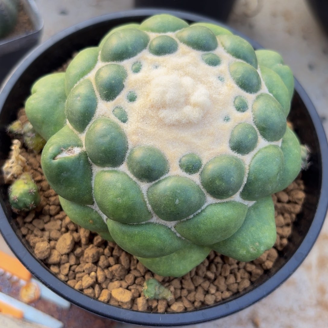 完全开放自根无刺象牙g