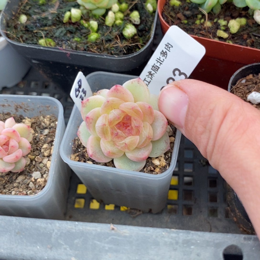 标签283果冻甜心一个多肉