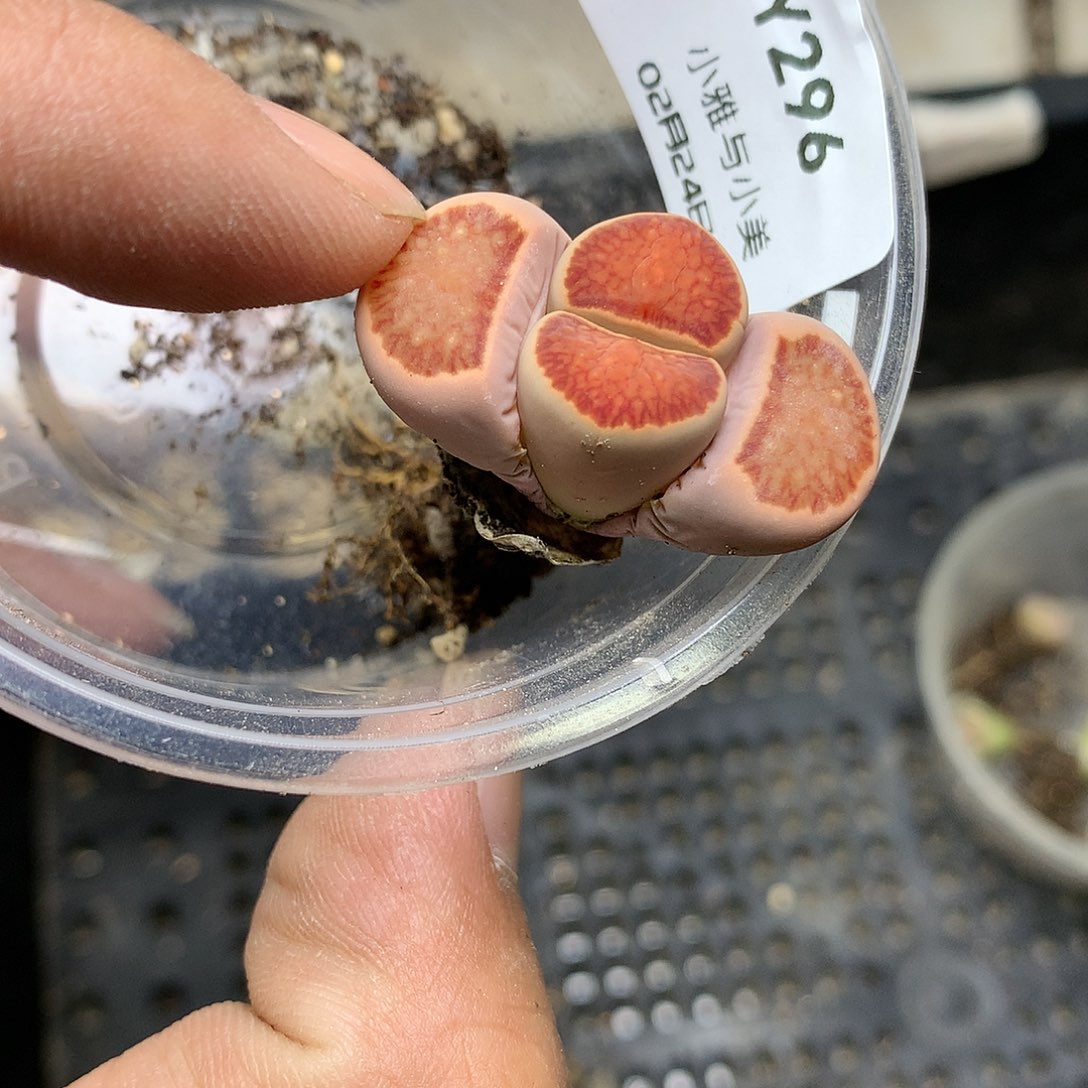 Y296多肉植物保护