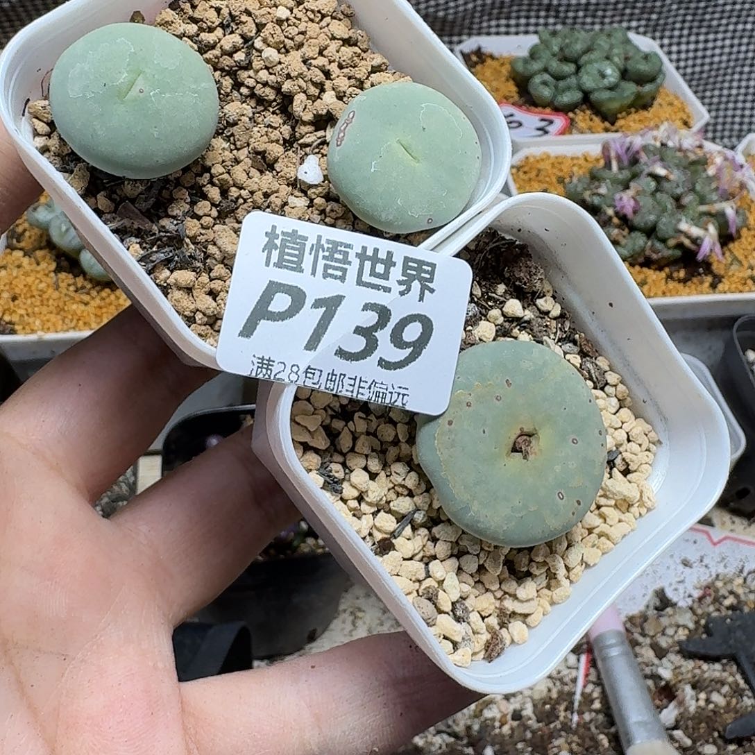 多肉植物的润泽fbb