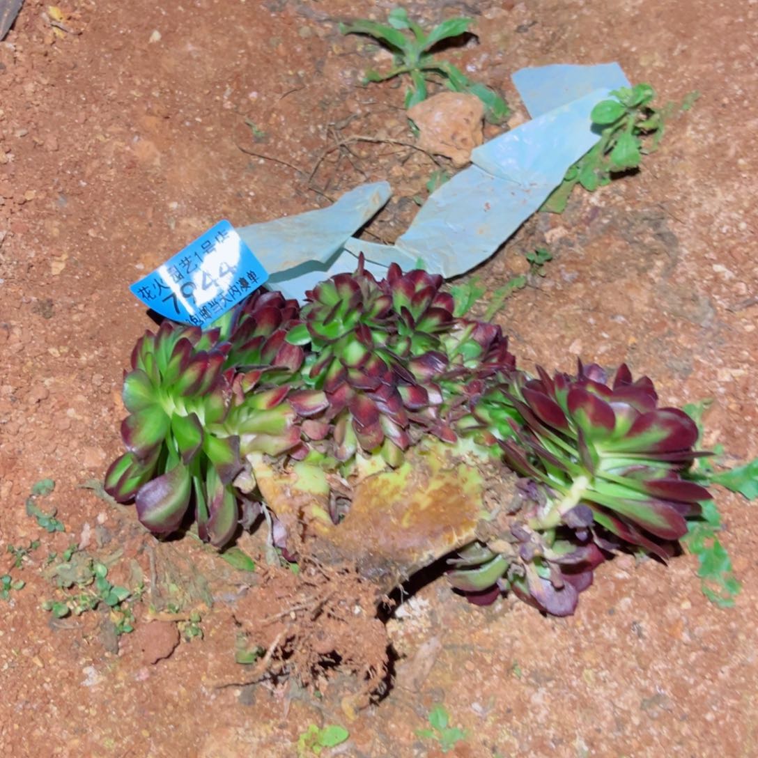 抹茶缀 7944 多肉植物