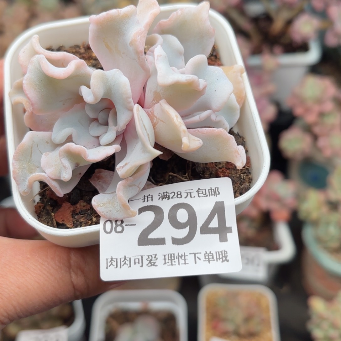 芭蕾舞者多肉多肉多