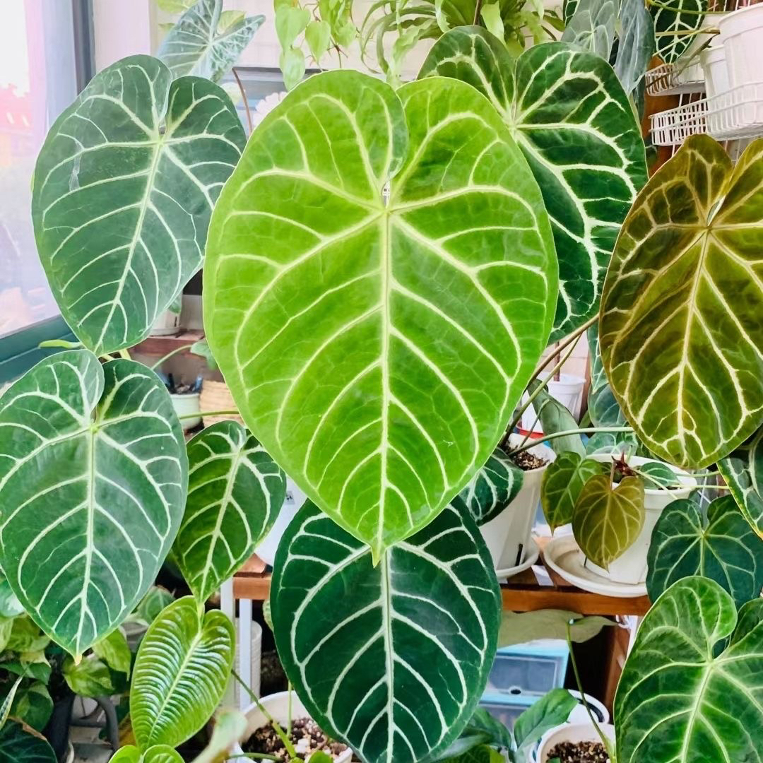 帝王 桩子（图片仅供参考）请拍保温 卖桩子  需要拍保温