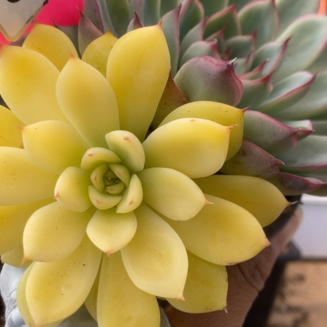 504雨燕座锦锦锦锦锦锦