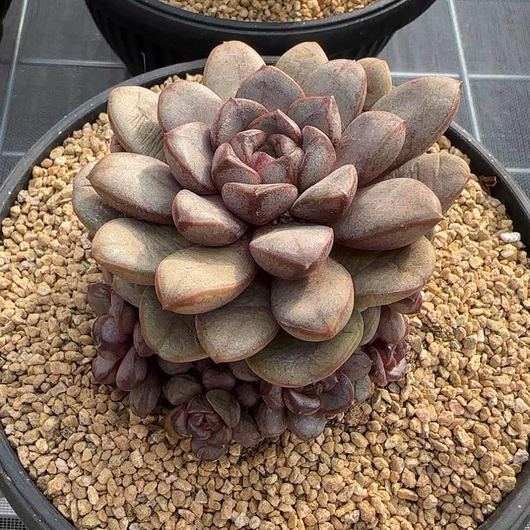 从前慢花园精选葡萄小