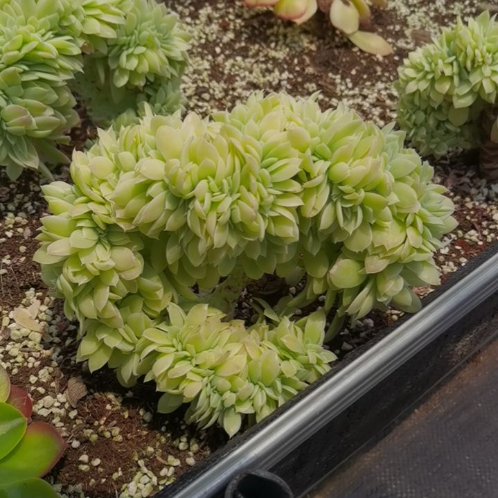 丝绸面纱白覆轮锦缀化捌下来发