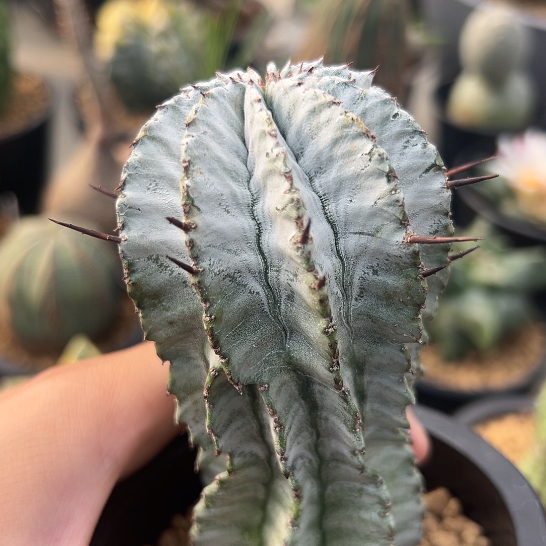 完全开放特白衣ggggg