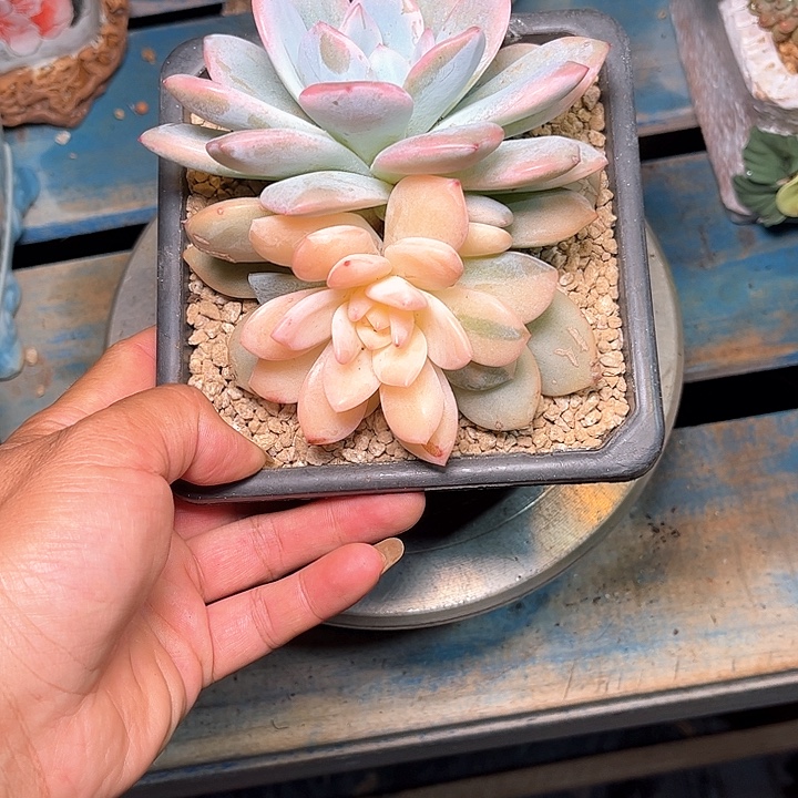 多肉植物一物一拍