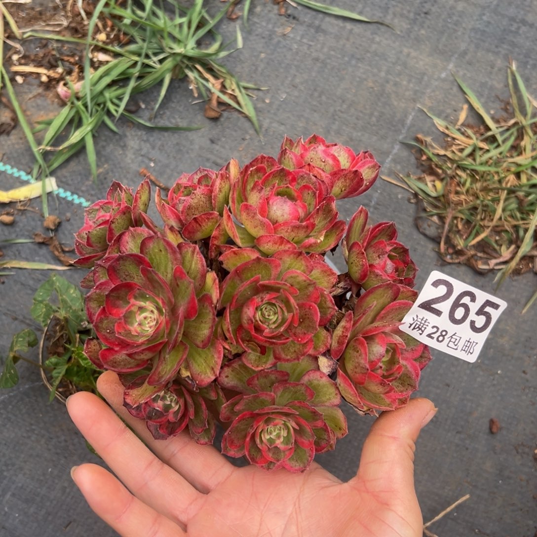 多肉植物265赤子哦一