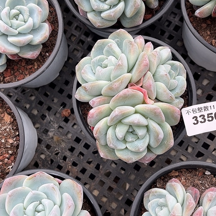 阿雅园艺。         3350